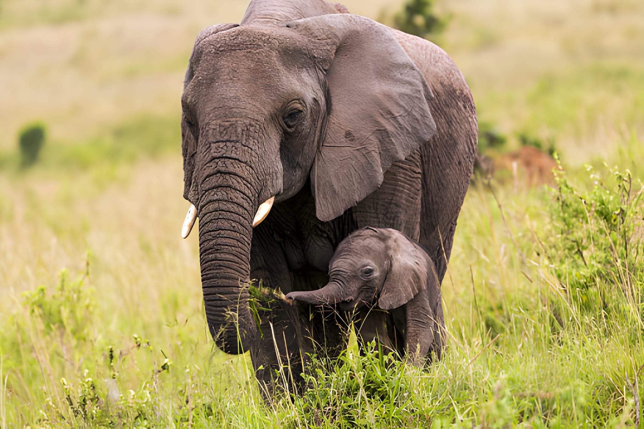 3 Days 2 Nights Masai Mara Kenya Safari Package