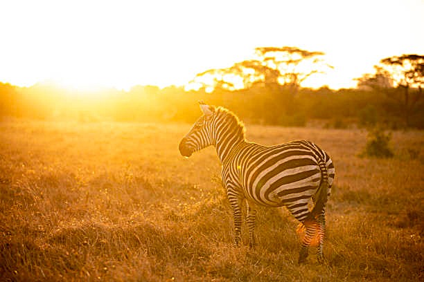 Nairobi National Park Evening Game Drives