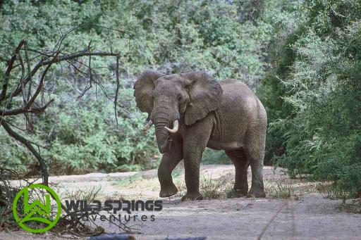 10 Days Exquisite Wilderness Safari With A Touch Of Savanna