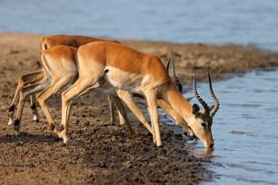 7 Days 6 Nights Nairobi, Amboseli, Nakuru And Maasai Mara Safari Holiday