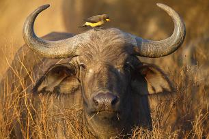 7 Days 6 Nights Nairobi, Amboseli, Nakuru And Maasai Mara Safari Holiday