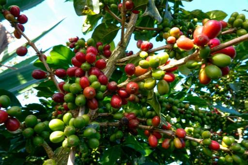 Coffee Farm Day Tour