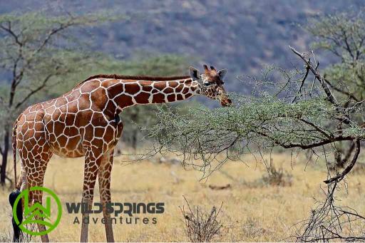 10 Days Exquisite Wilderness Safari With A Touch Of Savanna