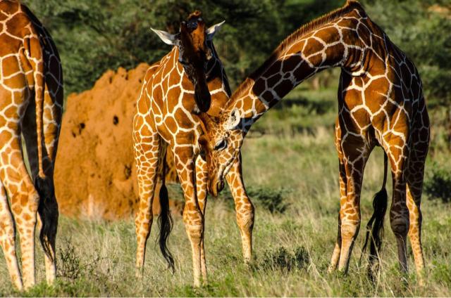 10 Days Exquisite Wilderness Safari With A Touch Of Savanna