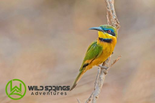 10 Days Exquisite Wilderness Safari With A Touch Of Savanna