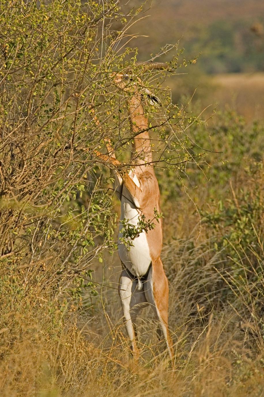 3 Days 2 Nights Samburu National Reserve Safari Experience.
