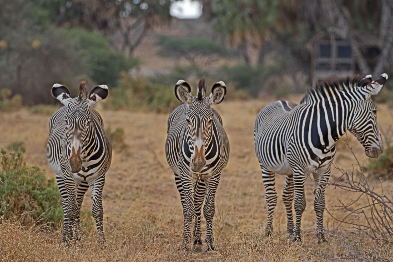 3 Days 2 Nights Samburu National Reserve Safari Experience.