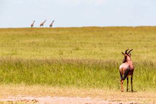 Experience The Thrilling Tsavo East & West National Park Safari