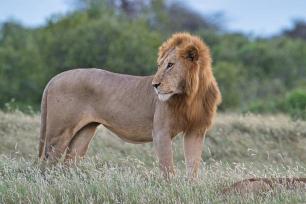 Experience The Thrilling Tsavo East & West National Park Safari