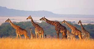 9 Days 8 Nights Safari And Beach Experience