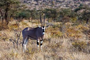 Experience The Thrilling Tsavo East & West National Park Safari