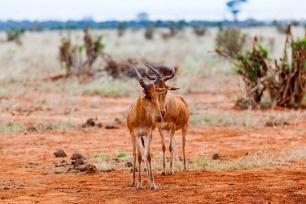 Experience The Thrilling Tsavo East & West National Park Safari