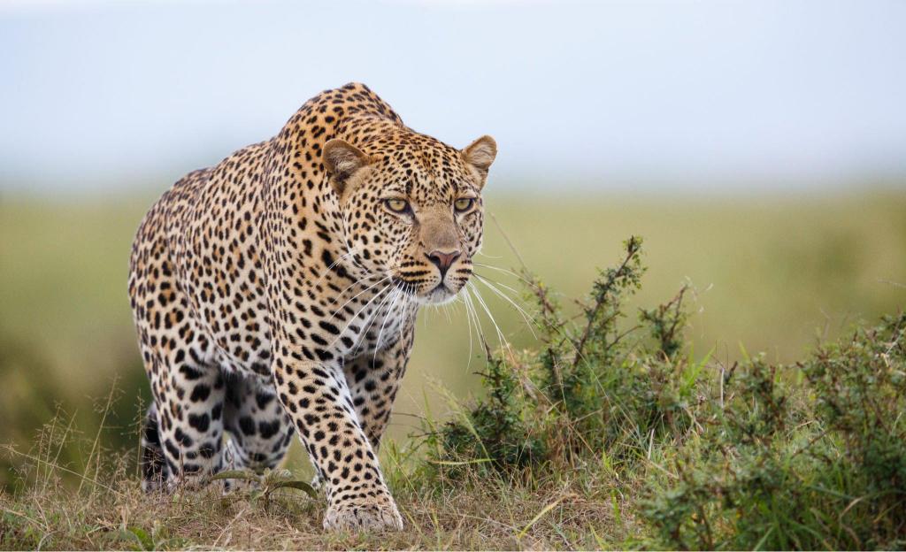9 Days 8 Nights Safari And Beach Experience